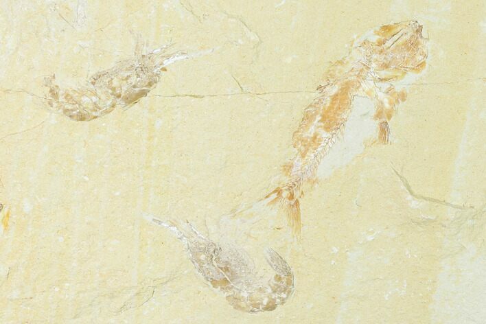 Cretaceous Fish (Nematonotus) with Two Shrimp - Lebanon #162799